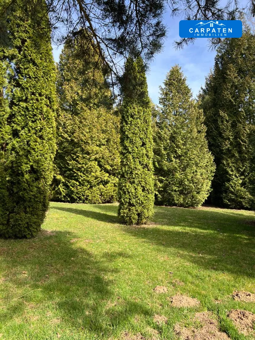 Wiesenfläche mit Bäumen.