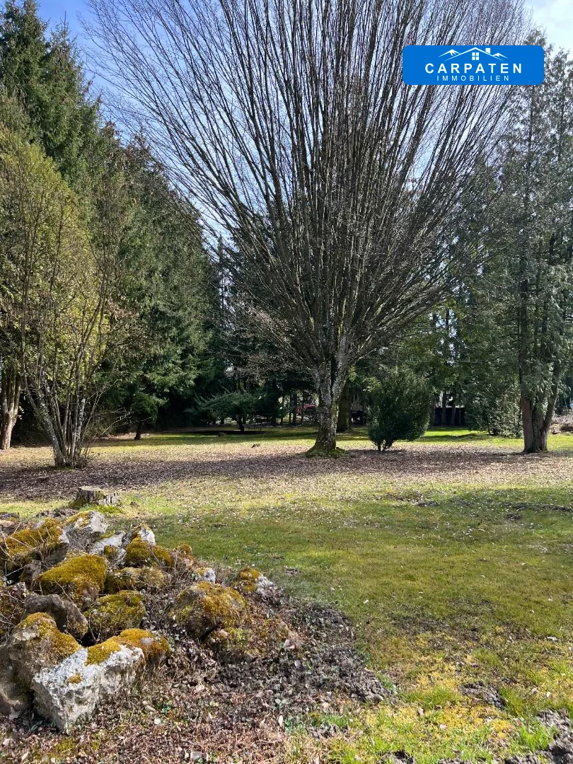 Wiesenfläche mit Bäumen